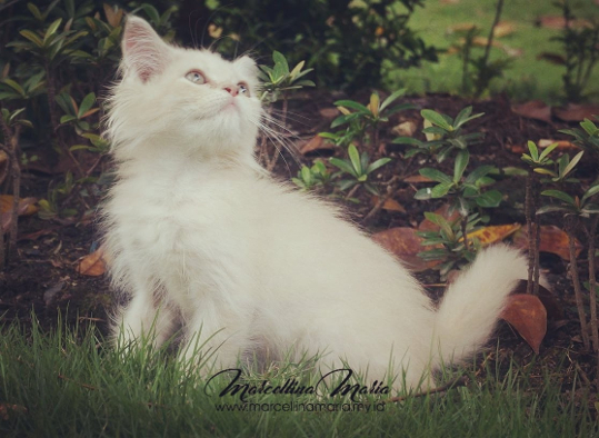 bingbong the cat