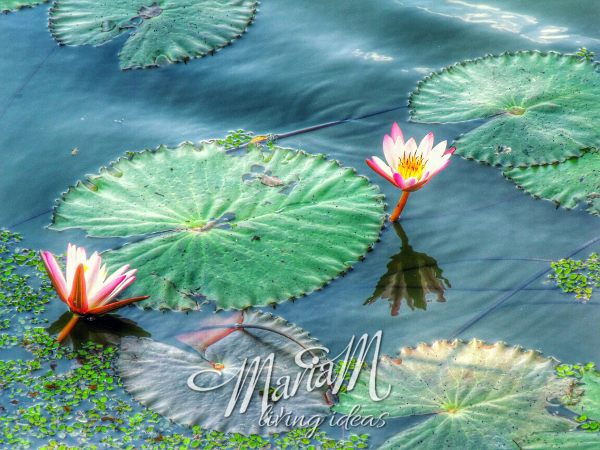 lotus