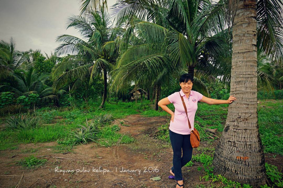 profil kebun kelapa