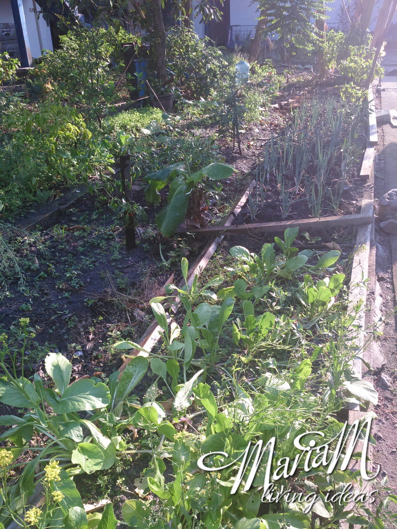 homeschooling in remote area